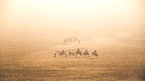 Rear view of camels on field against sky during a foggy morning 