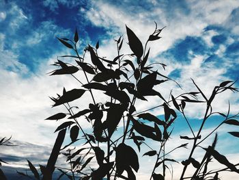 Low angle view of silhouette bird flying against sky