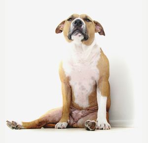 Close-up of dog sitting against white background