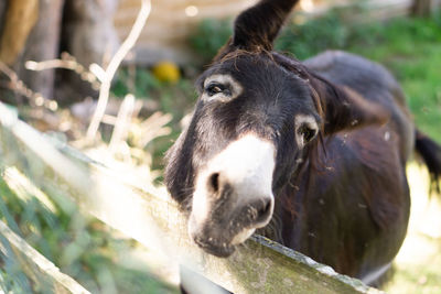 Close-up of an animal