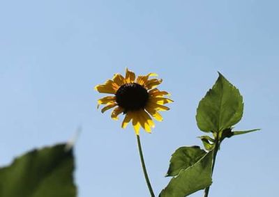 Close-up low angle view of yellow flowers