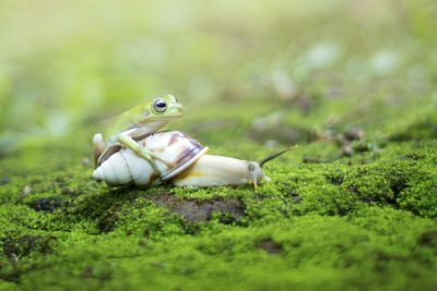 Frog and snail