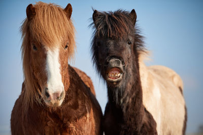 Portrait of horse in ranch against sky