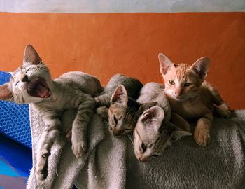Four cute kittens sibling rest time