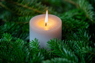 Close-up of lit candles on plant