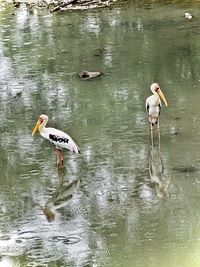 Two birds in a lake