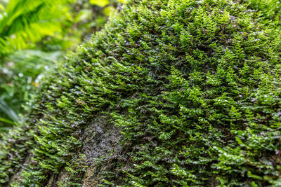 Close-up of moss growing on plant