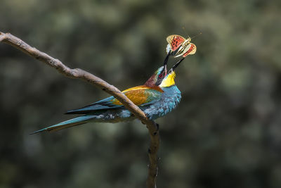 Close-up of bird perching on branch