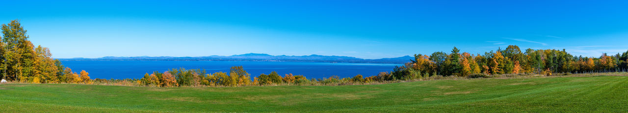 Scenic view of grass and trees against blue sky