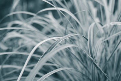 Close-up of crops growing on field