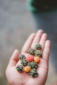 High angle view of human hand holding spiked plants