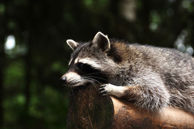 Close-up of raccoon on log