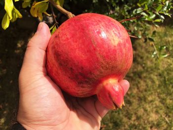 Close-up of hand holding pomegranate