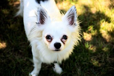 Close-up portrait of dog