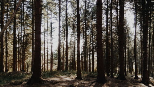 Trees in forest