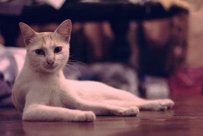 Portrait of cat sitting on floor at home