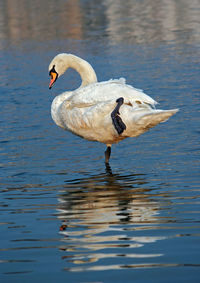 Swan swimming in lake