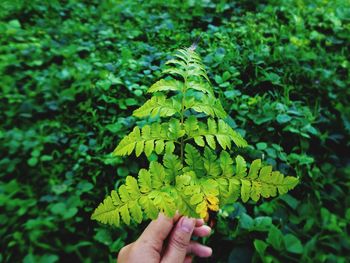 Close-up of hand holding leaves