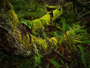 Moss growing on tree trunk