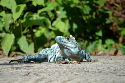 Close-up of lizard on land