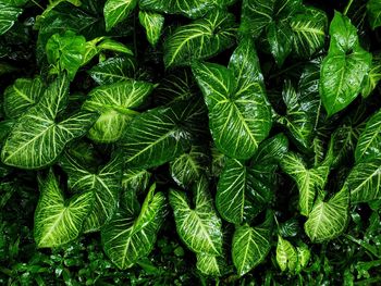 Full frame shot of green leaves