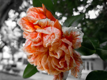 Close-up of orange rose flower