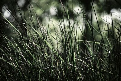 Close-up of wheat growing on field