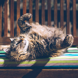 Close-up of cat on bed