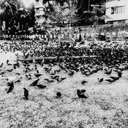 Birds in park