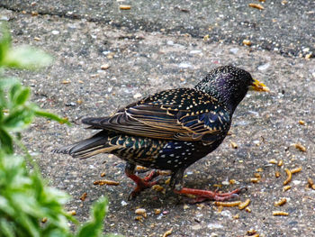 High angle view of bird on land