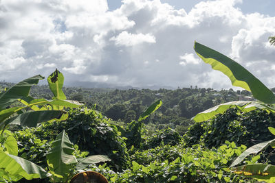 Low angle view of plants against sky