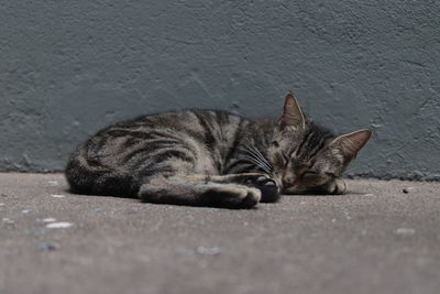 Cat sleeping on footpath by street