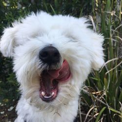 Close-up portrait of dog