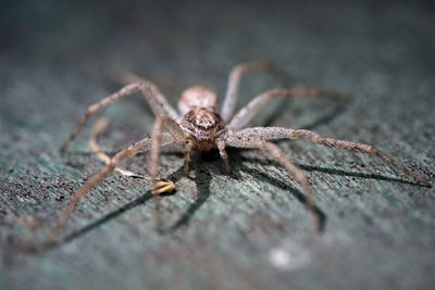 Close-up of spider on wood