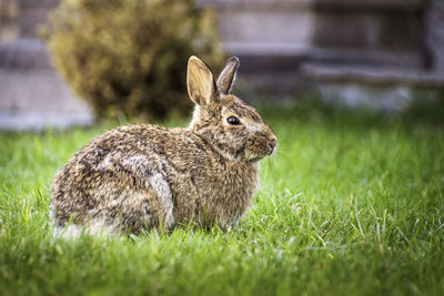  bunny rabbit sitting on green grass over natural background. sprint time concept, easter concept