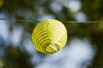 Lantern in the yard on the tree bokeh background, night and warm light, hanging lanterns