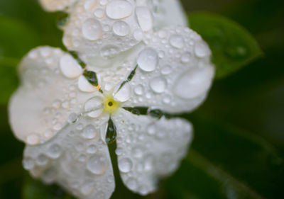 Close-up of wet white flower blooming outdoors