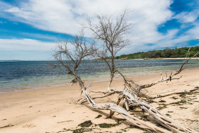 A beach of phillip island on a sunny day