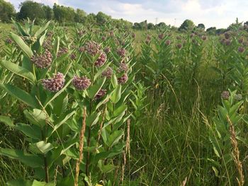 Close-up of flowering plants on field