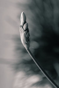 Close-up of flower against blurred background