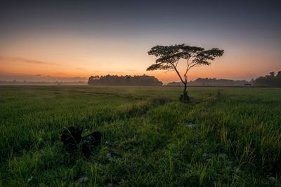 Scenic view of field against sky during sunset