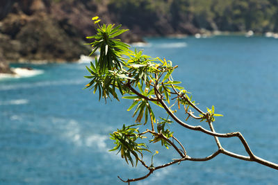 Close-up of plant against sea