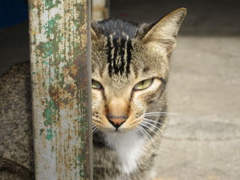 Close-up portrait of cat