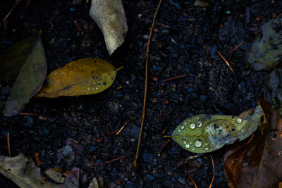 High angle view of frog on wet land