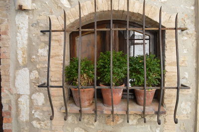 Potted plants against building