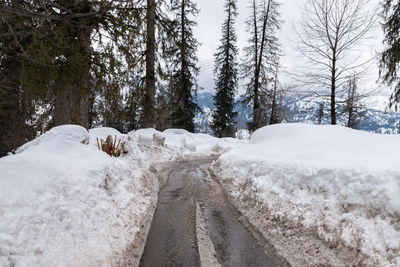 Snow covered land amidst trees