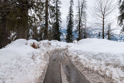 Snow covered land amidst trees,solang valley, himachal pradesh