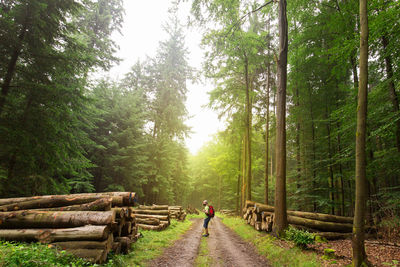 People walking on footpath in forest