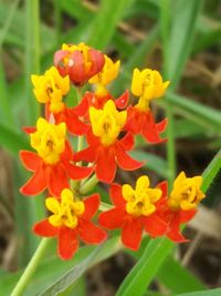 Close-up of yellow flowering plant