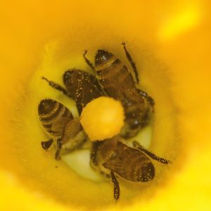 Close-up of insect on yellow flower